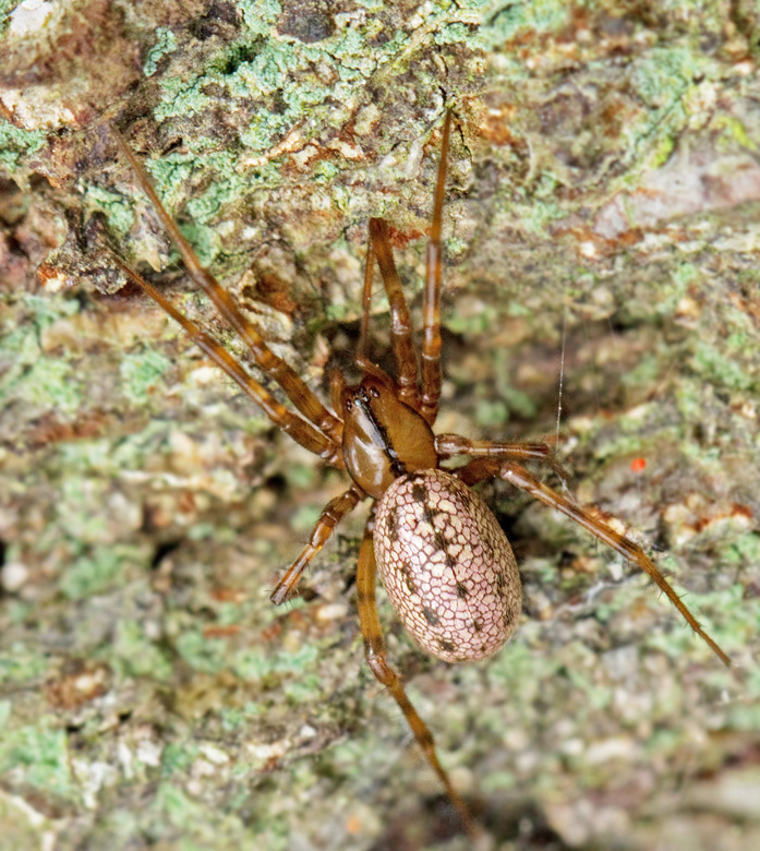 Randmattvävare (Stemonyphantes_lineatus).jpg