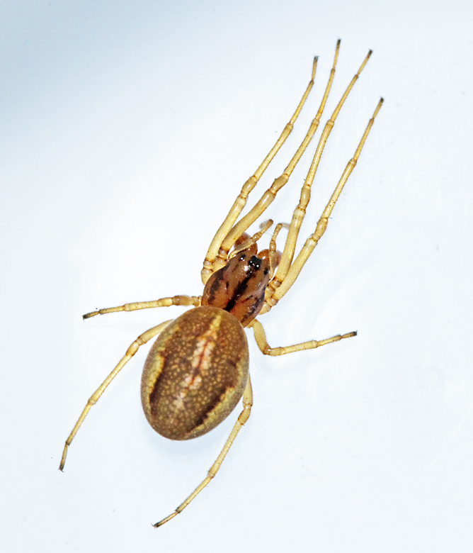 Ljus kkspindel (Pachygnatha clercki).jpg