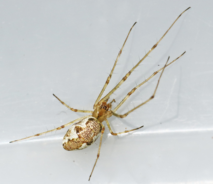 Prlstrckspindel (Tetragnatha obtusa).jpg
