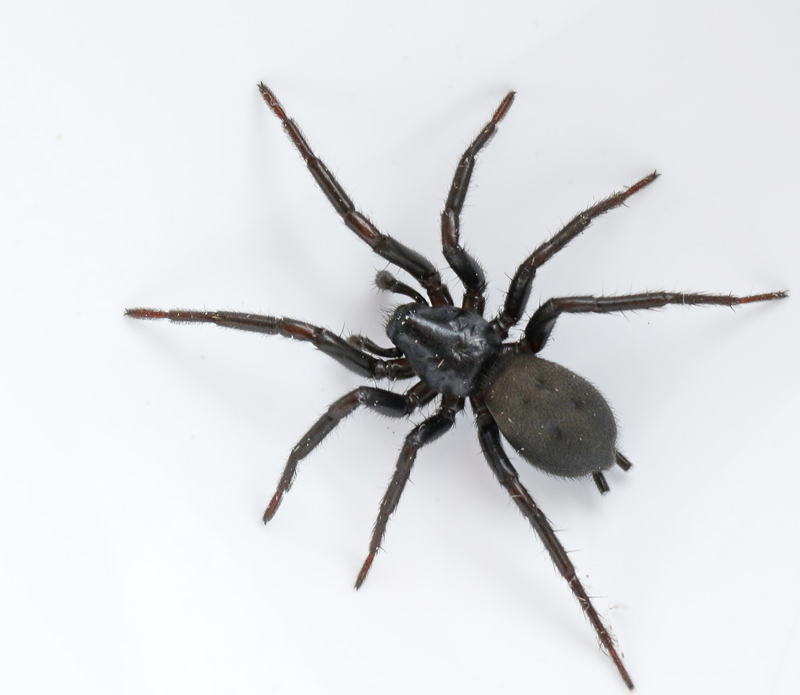 Skogshuggspindel (Gnaphosa montana).jpg
