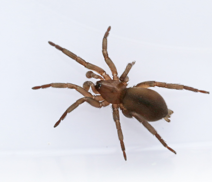 Kopparhuggspindel (Drassodes cupreus).jpg