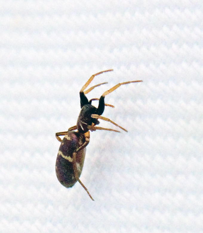 Fältskimmerspindel (Micaria pulicaria).jpg