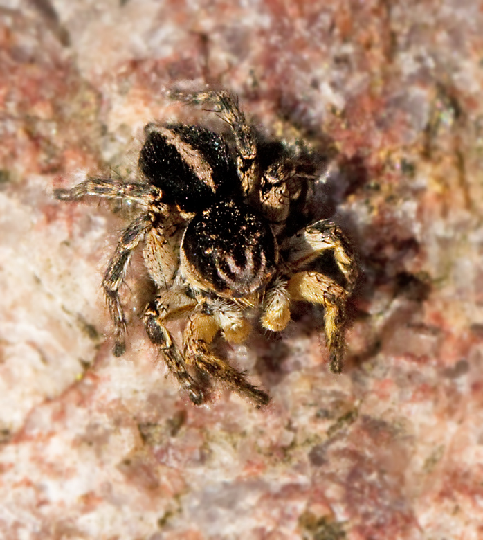 Vinkelhoppspindel (Aelurillus v-insignatus).jpg