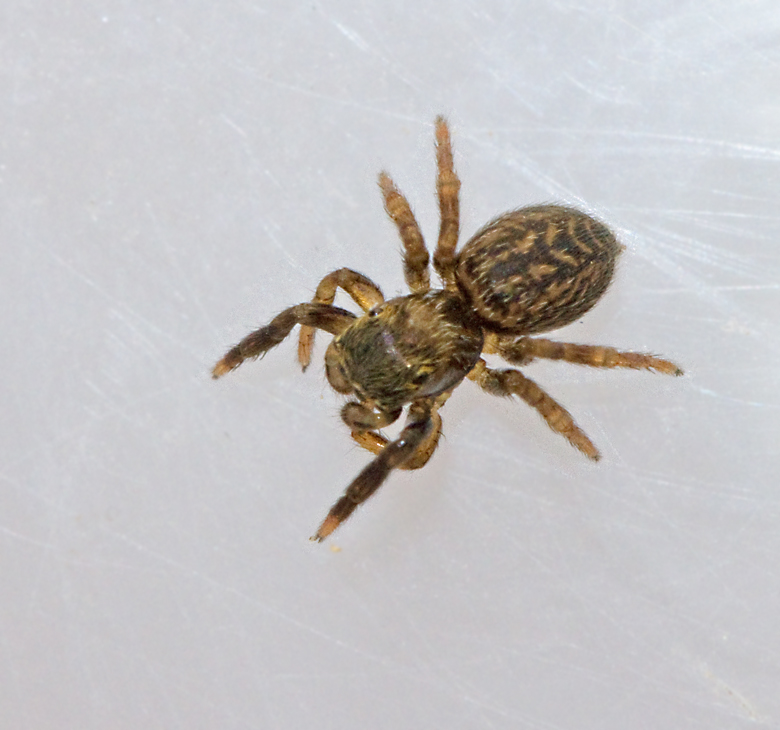 Signalhoppspindel (Euophrys frontalis).jpg