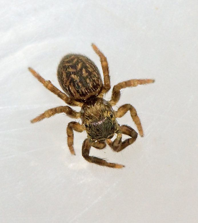 Signalhoppspindel (Euophrys frontalis).jpg