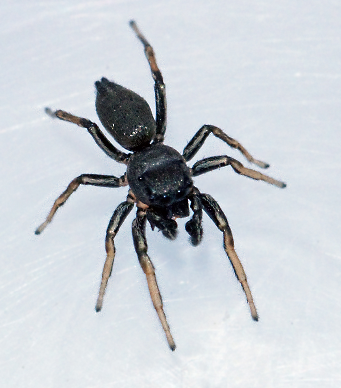 Kopparhoppspindel (Heliophanus cupreus).jpg