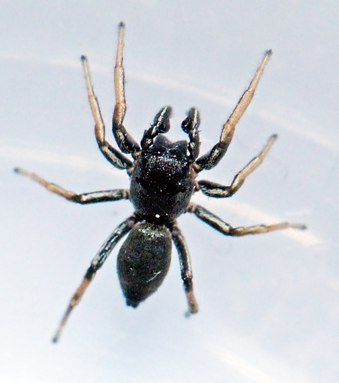 Kopparhoppspindel (Heliophanus cupreus).jpg