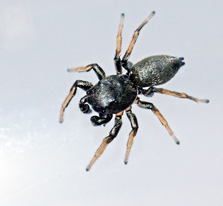 Kopparhoppspindel (Heliophanus cupreus) hane.jpg