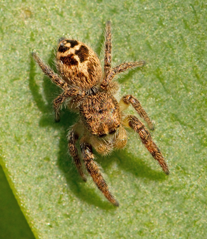 Svärdhoppspindel (Pellenes tripunctatus).jpg