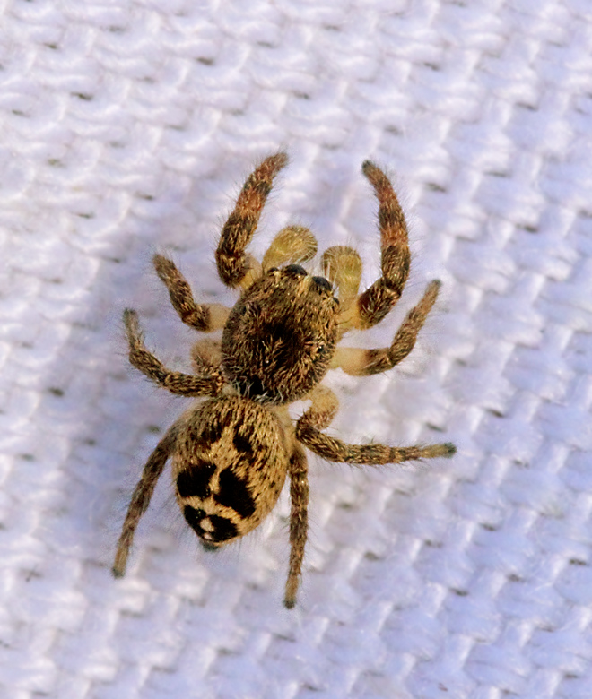 Svärdhoppspindel (Pellenes tripunctatus).jpg