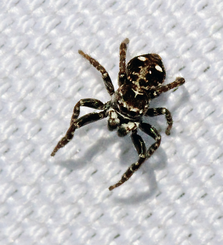 Vipphoppspindel (Attulus floricola).jpg
