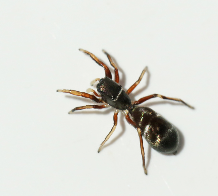 Smalmyrespindel (Synageles venator).jpg