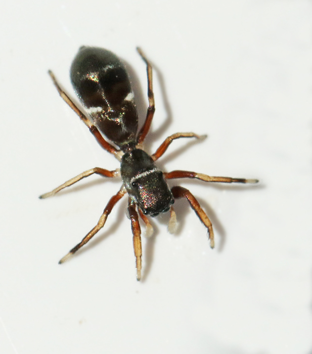 Smalmyrespindel (Synageles venator).jpg