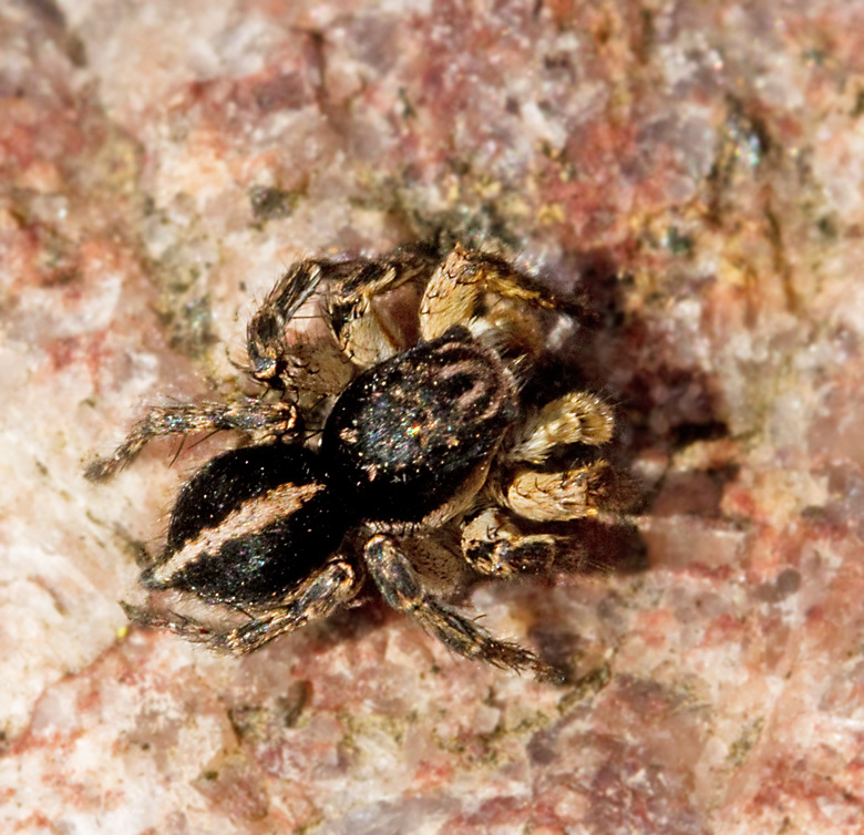 Vinkelhoppspindel (Aelurillus v-insignatus).jpg