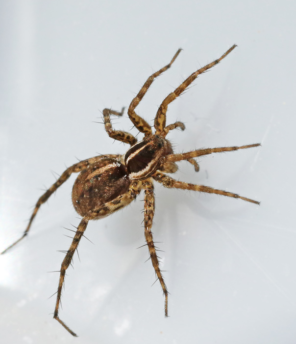 Hllvargspindel (Pardosa monticola).jpg