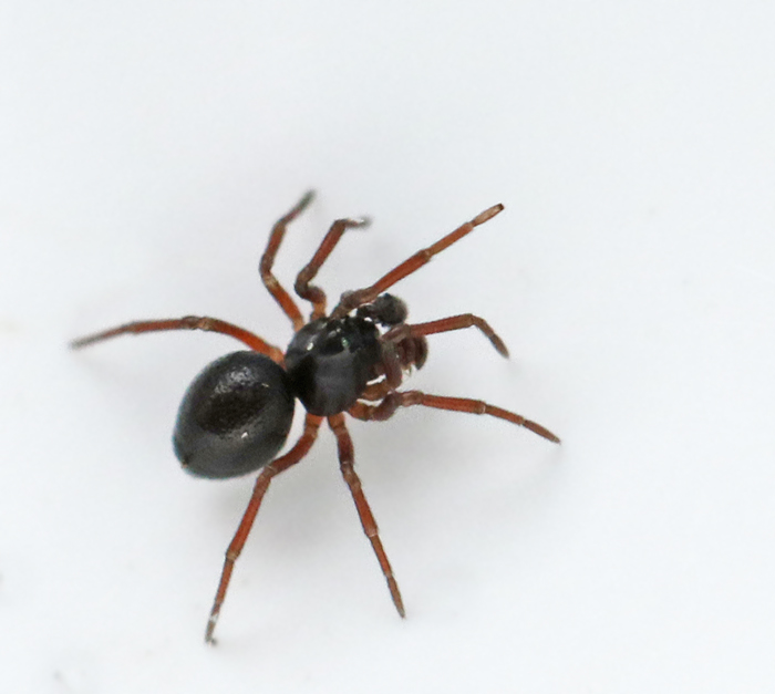 Lundsköldspindel (Ceratinella brevipes).jpg