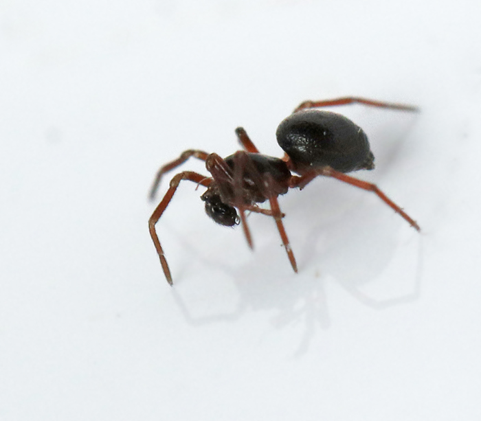 Lundsköldspindel (Ceratinella brevipes).jpg