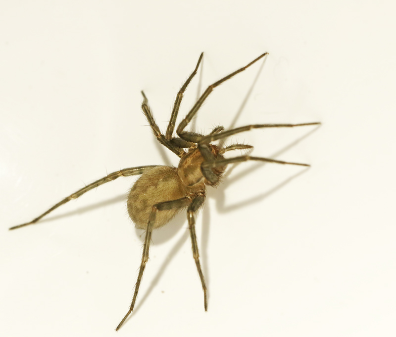 Funnelweb spiders, Trattspindlar, Agelenidae