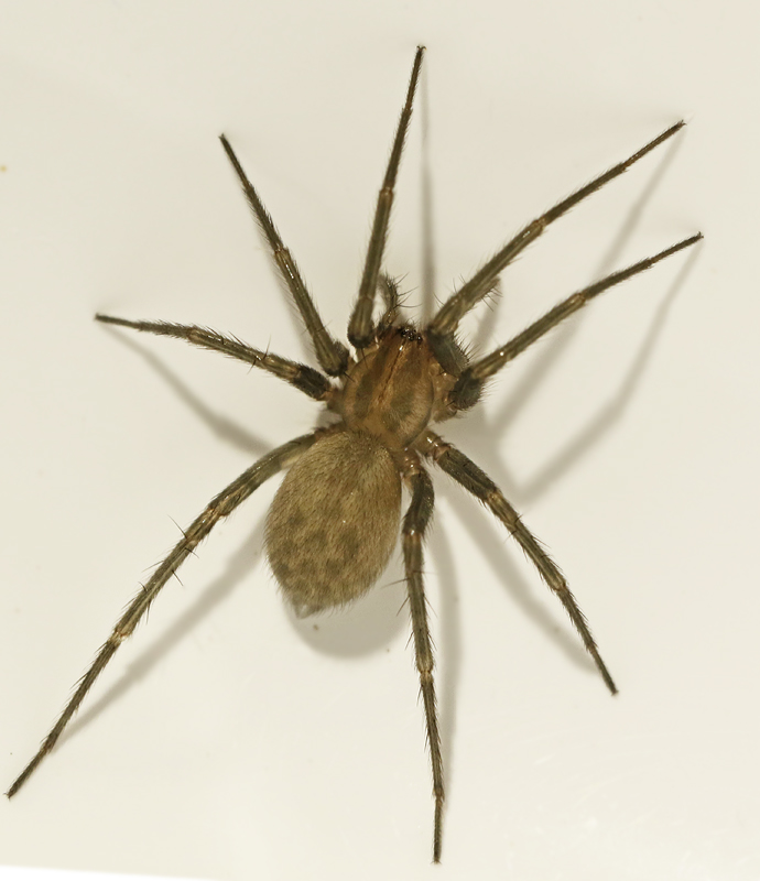 Common House Spider, Mindre_husspindel (Tegenaria domestica).jpg