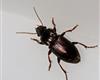 Kameleontlpare (Harpalus affinis).JPG