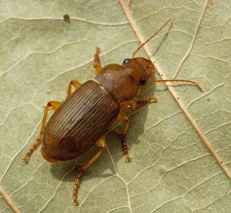 kerfrlpare (Harpalus rufipes).jpg