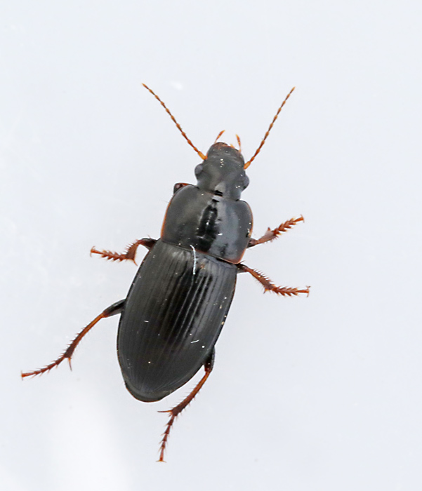 Alvarfrlpare (Harpalus_subcylindricus).jpg
