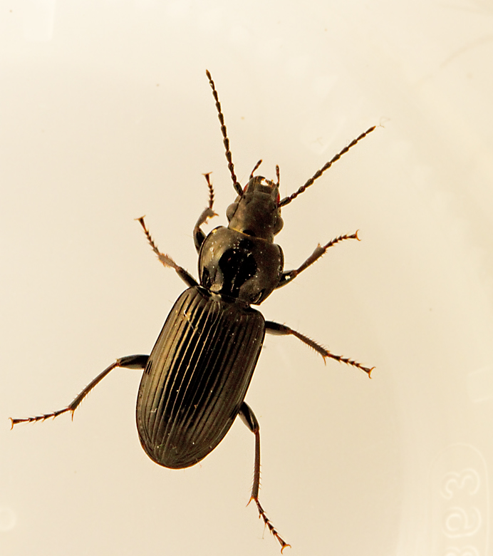 Krrsvartlpare (Pterostichus_nigrita).jpg