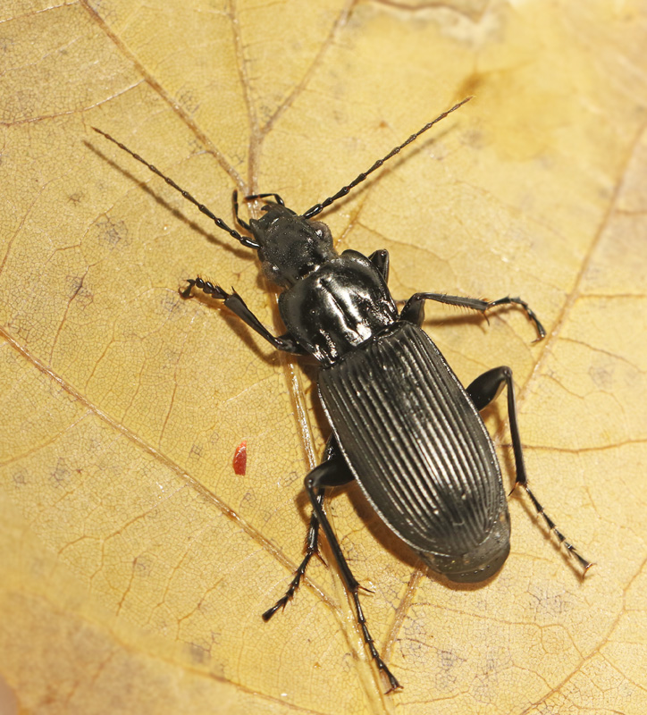 Brynsvartlpare (Pterostichus_niger).jpg