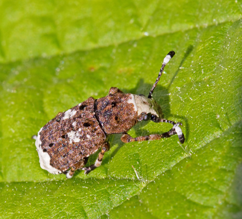 Vanlig plattnosbagge (Platystomos albinus).jpg