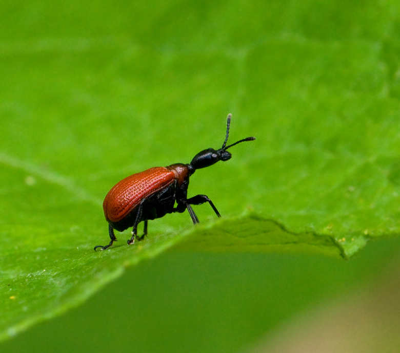 Halsvivel (Apoderus coryli).jpg