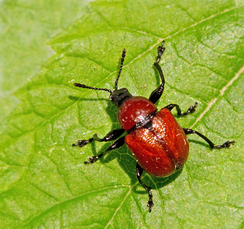 Ekrullvivel (Attelabus nitens).jpg