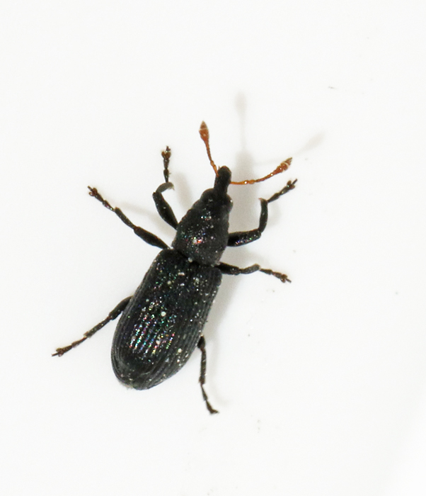 Magdalis_ruficornis.jpg