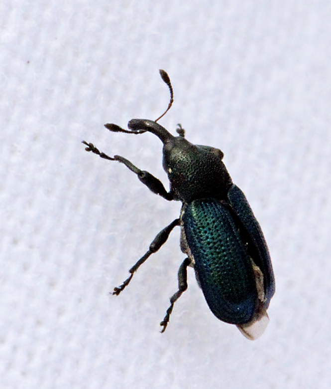 Magdalis_violacea.jpg