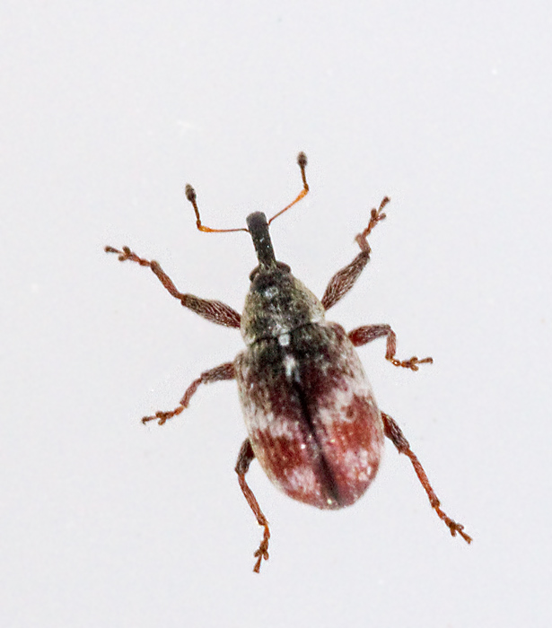 Anthonomus_sorbi.jpg