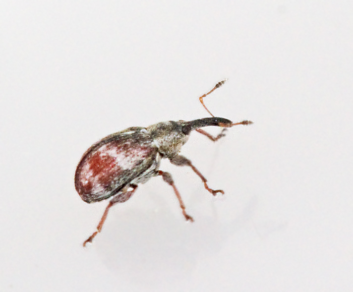 Anthonomus_sorbi.jpg