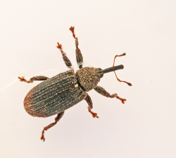 Bradybatus kellneri.jpg