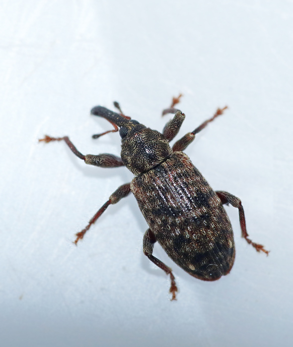Dorytomus tremulae.jpg