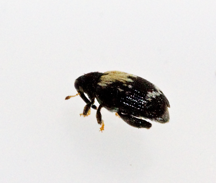 Orchestes hortorum.jpg
