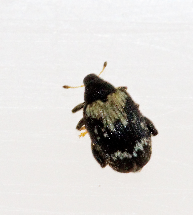 Orchestes hortorum.jpg