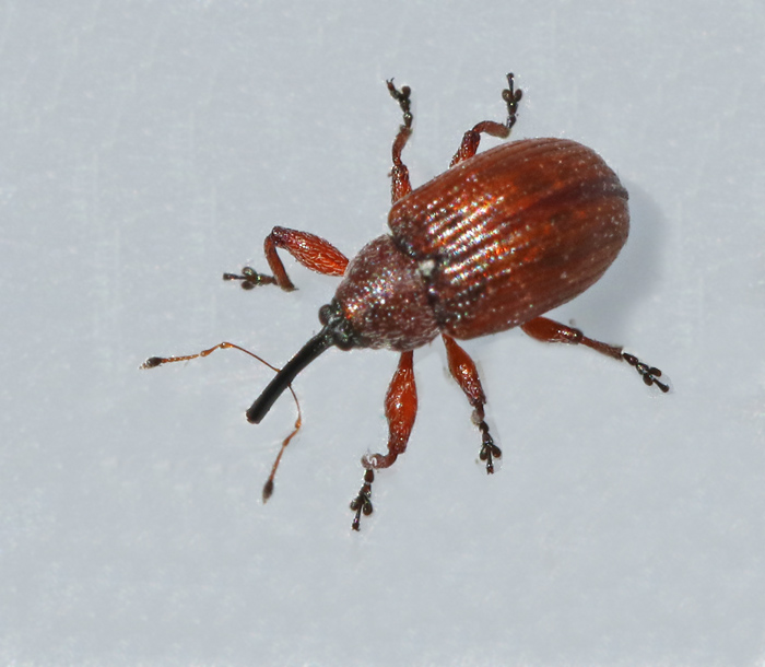 Tallblomvivel (Anthonomus phyllocola.jpg