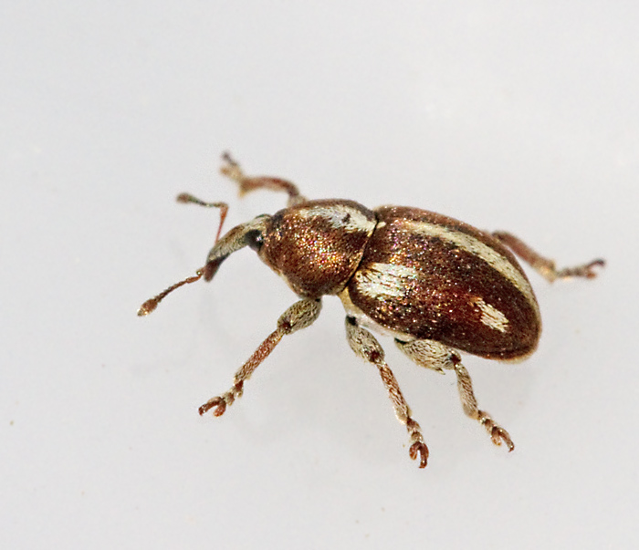 Tychius quinquepunctatus.jpg
