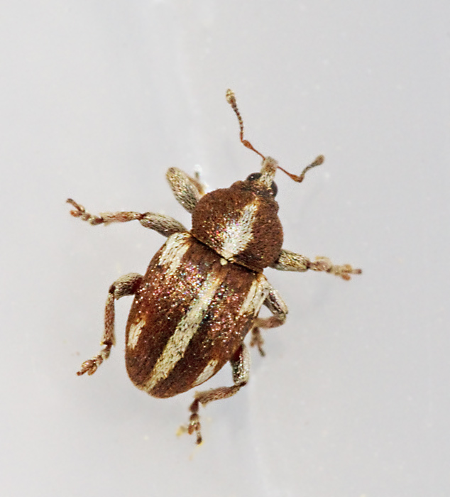 Tychius quinquepunctatus.jpg