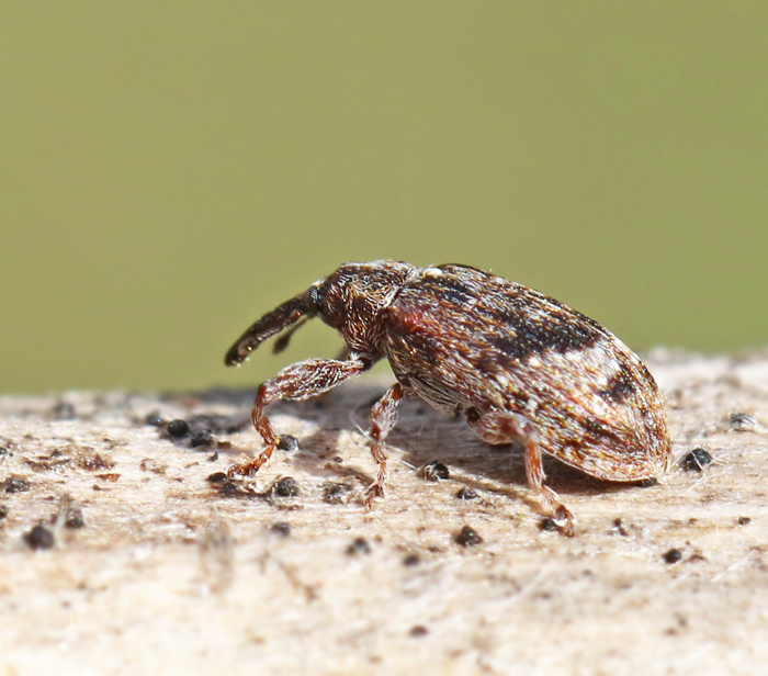 Äppleblomvivel (Anthonomus pomorum).jpg