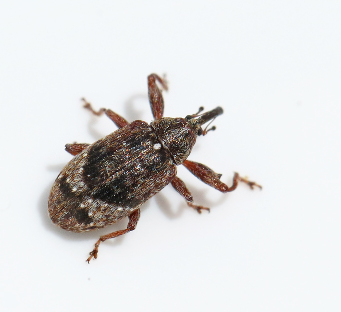 Äppleblomvivel (Anthonomus pomorum).jpg