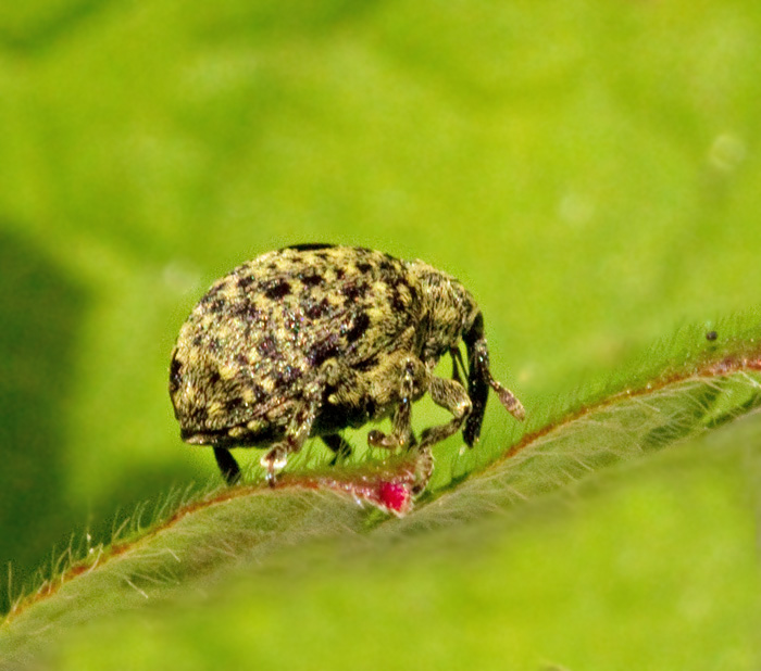 Cionus hortulanus.jpg