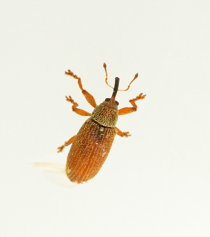 Barrvivel (Brachonyx pineti).jpg