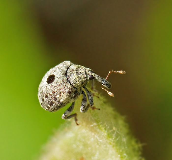 Cionus longicollis.jpg