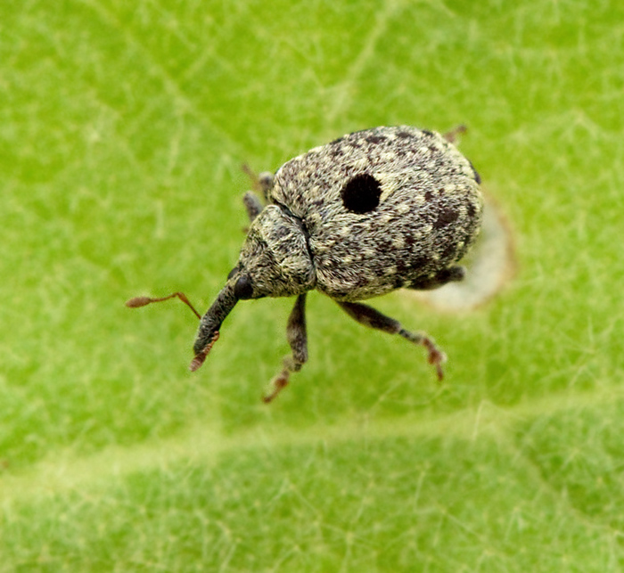 Cionus longicollis2.jpg
