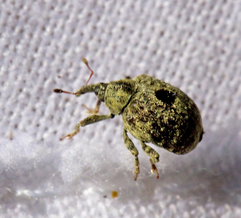 Cionus nigritarsis.jpg