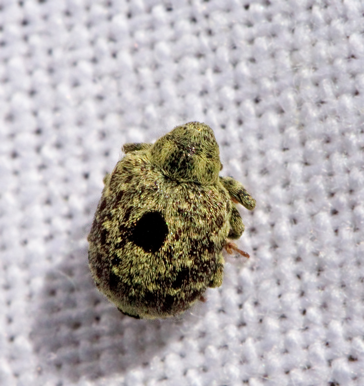 Cionus nigritarsis.jpg